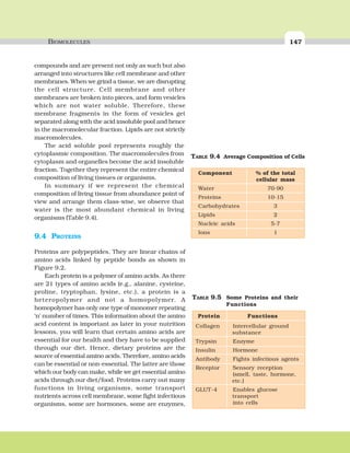 BIOMOLECULES 147
Component % of the total
cellular mass
Water 70-90
Proteins 10-15
Carbohydrates 3
Lipids 2
Nucleic acids 5-7
Ions 1
TABLE 9.4 Average Composition of Cells
compounds and are present not only as such but also
arranged into structures like cell membrane and other
membranes. When we grind a tissue, we are disrupting
the cell structure. Cell membrane and other
membranes are broken into pieces, and form vesicles
which are not water soluble. Therefore, these
membrane fragments in the form of vesicles get
separated along with the acid insoluble pool and hence
in the macromolecular fraction. Lipids are not strictly
macromolecules.
The acid soluble pool represents roughly the
cytoplasmic composition. The macromolecules from
cytoplasm and organelles become the acid insoluble
fraction. Together they represent the entire chemical
composition of living tissues or organisms.
In summary if we represent the chemical
composition of living tissue from abundance point of
view and arrange them class-wise, we observe that
water is the most abundant chemical in living
organisms (Table 9.4).
9.4 PROTEINS
Proteins are polypeptides. They are linear chains of
amino acids linked by peptide bonds as shown in
Figure 9.2.
Each protein is a polymer of amino acids. As there
are 21 types of amino acids (e.g., alanine, cysteine,
proline, tryptophan, lysine, etc.), a protein is a
heteropolymer and not a homopolymer. A
homopolymer has only one type of monomer repeating
‘n’ number of times. This information about the amino
acid content is important as later in your nutrition
lessons, you will learn that certain amino acids are
essential for our health and they have to be supplied
through our diet. Hence, dietary proteins are the
source of essential amino acids. Therefore, amino acids
can be essential or non-essential. The latter are those
which our body can make, while we get essential amino
acids through our diet/food. Proteins carry out many
functions in living organisms, some transport
nutrients across cell membrane, some fight infectious
organisms, some are hormones, some are enzymes,
TABLE 9.5 Some Proteins and their
Functions
Protein Functions
Collagen Intercellular ground
substance
Trypsin Enzyme
Insulin Hormone
Antibody Fights infectious agents
Receptor Sensory reception
(smell, taste, hormone,
etc.)
GLUT-4 Enables glucose
transport
into cells
 