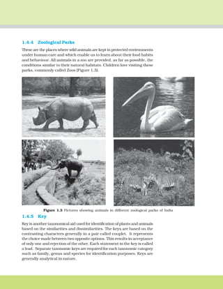 THE LIVING WORLD 13
1.4.4 Zoological Parks
These are the places where wild animals are kept in protected environments
under human care and which enable us to learn about their food habits
and behaviour. All animals in a zoo are provided, as far as possible, the
conditions similar to their natural habitats. Children love visiting these
parks, commonly called Zoos (Figure 1.3).
Figure 1.3 Pictures showing animals in different zoological parks of India
1.4.5 Key
Key is another taxonomical aid used for identification of plants and animals
based on the similarities and dissimilarities. The keys are based on the
contrasting characters generally in a pair called couplet. It represents
the choice made between two opposite options. This results in acceptance
of only one and rejection of the other. Each statement in the key is called
a lead. Separate taxonomic keys are required for each taxonomic category
such as family, genus and species for identification purposes. Keys are
generally analytical in nature.
 