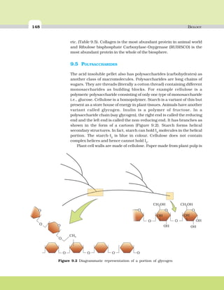 148 BIOLOGY
CH OH2 CH OH2
CH2
OH
OH
OHOH
OH
O
O O
O
O O
O
OOOO
O
O
Figure 9.2 Diagrammatic representation of a portion of glycogen
etc. (Table 9.5). Collagen is the most abundant protein in animal world
and Ribulose bisphosphate Carboxylase-Oxygenase (RUBISCO) is the
most abundant protein in the whole of the biosphere.
9.5 POLYSACCHARIDES
The acid insoluble pellet also has polysaccharides (carbohydrates) as
another class of macromolecules. Polysaccharides are long chains of
sugars. They are threads (literally a cotton thread) containing different
monosaccharides as building blocks. For example cellulose is a
polymeric polysaccharide consisting of only one type of monosaccharide
i.e., glucose. Cellulose is a homopolymer. Starch is a variant of this but
present as a store house of energy in plant tissues. Animals have another
variant called glycogen. Inulin is a polymer of fructose. In a
polysaccharide chain (say glycogen), the right end is called the reducing
end and the left end is called the non-reducing end. It has branches as
shown in the form of a cartoon (Figure 9.2). Starch forms helical
secondary structures. In fact, starch can hold I2
molecules in the helical
portion. The starch-I2
is blue in colour. Cellulose does not contain
complex helices and hence cannot hold I2
.
Plant cell walls are made of cellulose. Paper made from plant pulp is
 