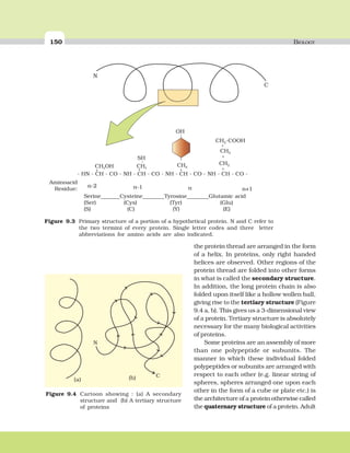 150 BIOLOGY
the protein thread are arranged in the form
of a helix. In proteins, only right handed
helices are observed. Other regions of the
protein thread are folded into other forms
in what is called the secondary structure.
In addition, the long protein chain is also
folded upon itself like a hollow wollen ball,
giving rise to the tertiary structure (Figure
9.4 a, b). This gives us a 3-dimensional view
of a protein. Tertiary structure is absolutely
necessary for the many biological activities
of proteins.
Some proteins are an assembly of more
than one polypeptide or subunits. The
manner in which these individual folded
polypeptides or subunits are arranged with
respect to each other (e.g. linear string of
spheres, spheres arranged one upon each
other in the form of a cube or plate etc.) is
the architecture of a protein otherwise called
the quaternary structure of a protein. Adult
Aminoacid
Residue:
n-2 n-1 n n+1
Serine_______Cysteine________Tyrosine________Glutamic acid
(Ser) (Cys) (Tyr) (Glu)
(S) (C) (Y) (E)
- HN - CH - CO - NH - CH - CO - NH - CH - CO - NH - CH - CO -
CH OH2 CH2
CH2
CH -COOH2
CH2
CH2
OH
-
-
-
---
-
SH
N
C
Figure 9.3 Primary structure of a portion of a hypothetical protein. N and C refer to
the two termini of every protein. Single letter codes and three letter
abbreviations for amino acids are also indicated.
N
C
Figure 9.4 Cartoon showing : (a) A secondary
structure and (b) A tertiary structure
of proteins
(a) (b)
 