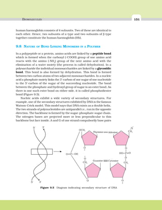 BIOMOLECULES 151
human haemoglobin consists of 4 subunits. Two of these are identical to
each other. Hence, two subunits of α type and two subunits of β type
together constitute the human haemoglobin (Hb).
9.8 NATURE OF BOND LINKING MONOMERS IN A POLYMER
In a polypeptide or a protein, amino acids are linked by a peptide bond
which is formed when the carboxyl (-COOH) group of one amino acid
reacts with the amino (-NH2
) group of the next amino acid with the
elimination of a water moiety (the process is called dehydration). In a
polysaccharide the individual monosaccharides are linked by a glycosidic
bond. This bond is also formed by dehydration. This bond is formed
between two carbon atoms of two adjacent monosaccharides. In a nucleic
acid a phosphate moiety links the 3’-carbon of one sugar of one nucleotide
to the 5’-carbon of the sugar of the succeeding nucleotide. The bond
between the phosphate and hydroxyl group of sugar is an ester bond. As
there is one such ester bond on either side, it is called phosphodiester
bond (Figure 9.5).
Nucleic acids exhibit a wide variety of secondary structures. For
example, one of the secondary structures exhibited by DNA is the famous
Watson-Crick model. This model says that DNA exists as a double helix.
The two strands of polynucleotides are antiparallel i.e., run in the opposite
direction. The backbone is formed by the sugar-phosphate-sugar chain.
The nitrogen bases are projected more or less perpendicular to this
backbone but face inside. A and G of one strand compulsorily base pairs
O
O
O
O
O
O
O
OHOOH
O
O
PP
CH2
CH2
CH2
OCH2
Adenine
Guanine Cytosine
Thymine O
O
O
.......
.......
.......
..............
5' 3'
3'5'
Figure 9.5 Diagram indicating secondary structure of DNA
 