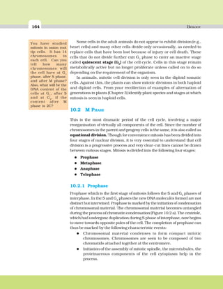 164 BIOLOGY
Some cells in the adult animals do not appear to exhibit division (e.g.,
heart cells) and many other cells divide only occasionally, as needed to
replace cells that have been lost because of injury or cell death. These
cells that do not divide further exit G1
phase to enter an inactive stage
called quiescent stage (G0
) of the cell cycle. Cells in this stage remain
metabolically active but no longer proliferate unless called on to do so
depending on the requirement of the organism.
In animals, mitotic cell division is only seen in the diploid somatic
cells. Against this, the plants can show mitotic divisions in both haploid
and diploid cells. From your recollection of examples of alternation of
generations in plants (Chapter 3) identify plant species and stages at which
mitosis is seen in haploid cells.
10.2 M PHASE
This is the most dramatic period of the cell cycle, involving a major
reorganisation of virtually all components of the cell. Since the number of
chromosomes in the parent and progeny cells is the same, it is also called as
equational division. Though for convenience mitosis has been divided into
four stages of nuclear division, it is very essential to understand that cell
division is a progressive process and very clear-cut lines cannot be drawn
between various stages. Mitosis is divided into the following four stages:
Prophase
Metaphase
Anaphase
Telophase
10.2.1 Prophase
Prophase which is the first stage of mitosis follows the S and G2
phases of
interphase. In the S and G2
phases the new DNA molecules formed are not
distinct but interwined. Prophase is marked by the initiation of condensation
of chromosomal material. The chromosomal material becomes untangled
during the process of chromatin condensation (Figure 10.2 a). The centriole,
which had undergone duplication during S phase of interphase, now begins
to move towards opposite poles of the cell. The completion of prophase can
thus be marked by the following characteristic events:
Chromosomal material condenses to form compact mitotic
chromosomes. Chromosomes are seen to be composed of two
chromatids attached together at the centromere.
Initiation of the assembly of mitotic spindle, the microtubules, the
proteinaceous components of the cell cytoplasm help in the
process.
You have studied
mitosis in onion root
tip cells. It has 14
chromosomes in
each cell. Can you
tell how many
chromosomes will
the cell have at G1
phase, after S phase,
and after M phase?
Also, what will be the
DNA content of the
cells at G1
, after S
and at G2
, if the
content after M
phase is 2C?
 