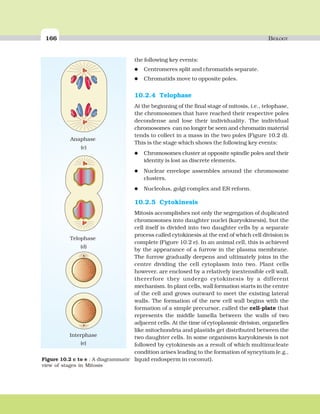 166 BIOLOGY
the following key events:
Centromeres split and chromatids separate.
Chromatids move to opposite poles.
10.2.4 Telophase
At the beginning of the final stage of mitosis, i.e., telophase,
the chromosomes that have reached their respective poles
decondense and lose their individuality. The individual
chromosomes can no longer be seen and chromatin material
tends to collect in a mass in the two poles (Figure 10.2 d).
This is the stage which shows the following key events:
Chromosomes cluster at opposite spindle poles and their
identity is lost as discrete elements.
Nuclear envelope assembles around the chromosome
clusters.
Nucleolus, golgi complex and ER reform.
10.2.5 Cytokinesis
Mitosis accomplishes not only the segregation of duplicated
chromosomes into daughter nuclei (karyokinesis), but the
cell itself is divided into two daughter cells by a separate
process called cytokinesis at the end of which cell division is
complete (Figure 10.2 e). In an animal cell, this is achieved
by the appearance of a furrow in the plasma membrane.
The furrow gradually deepens and ultimately joins in the
centre dividing the cell cytoplasm into two. Plant cells
however, are enclosed by a relatively inextensible cell wall,
thererfore they undergo cytokinesis by a different
mechanism. In plant cells, wall formation starts in the centre
of the cell and grows outward to meet the existing lateral
walls. The formation of the new cell wall begins with the
formation of a simple precursor, called the cell-plate that
represents the middle lamella between the walls of two
adjacent cells. At the time of cytoplasmic division, organelles
like mitochondria and plastids get distributed between the
two daughter cells. In some organisms karyokinesis is not
followed by cytokinesis as a result of which multinucleate
condition arises leading to the formation of syncytium (e.g.,
liquid endosperm in coconut).Figure 10.2 c to e : A diagrammatic
view of stages in Mitosis
 