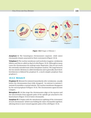 CELL CYCLE AND CELL DIVISION 169
Anaphase I: The homologous chromosomes separate, while sister
chromatids remain associated at their centromeres (Figure 10.3).
Telophase I: The nuclear membrane and nucleolus reappear, cytokinesis
follows and this is called as diad of cells (Figure 10.3). Although in many
cases the chromosomes do undergo some dispersion, they do not reach
the extremely extended state of the interphase nucleus. The stage between
the two meiotic divisions is called interkinesis and is generally short lived.
Interkinesis is followed by prophase II, a much simpler prophase than
prophase I.
10.4.2 Meiosis II
Prophase II: Meiosis II is initiated immediately after cytokinesis, usually
before the chromosomes have fully elongated. In contrast to meiosis I,
meiosis II resembles a normal mitosis. The nuclear membrane disappears
by the end of prophase II (Figure 10.4). The chromosomes again become
compact.
Metaphase II: At this stage the chromosomes align at the equator and
the microtubules from opposite poles of the spindle get attached to the
kinetochores (Figure 10.4) of sister chromatids.
Anaphase II: It begins with the simultaneous splitting of the centromere
of each chromosome (which was holding the sister chromatids together),
allowing them to move toward opposite poles of the cell (Figure 10.4).
Figure 10.3 Stages of Meiosis I
 