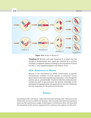 170 BIOLOGY
Telophase II: Meiosis ends with telophase II, in which the two
groups of chromosomes once again get enclosed by a nuclear
envelope; cytokinesis follows resulting in the formation of tetrad
of cells i.e., four haploid daughter cells (Figure 10.4).
10.5 SIGNIFICANCE OF MEIOSIS
Meiosis is the mechanism by which conservation of specific
chromosome number of each species is achieved across
generations in sexually reproducing organisms, even though the
process, per se, paradoxically, results in reduction of chromosome
number by half. It also increases the genetic variability in the
population of organisms from one generation to the next. Variations
are very important for the process of evolution.
Figure 10.4 Stages of Meiosis II
SUMMARY
According to the cell theory, cells arise from preexisting cells. The process by
which this occurs is called cell division. Any sexually reproducing organism
starts its life cycle from a single-celled zygote. Cell division does not stop with
the formation of the mature organism but continues throughout its life cycle.
 