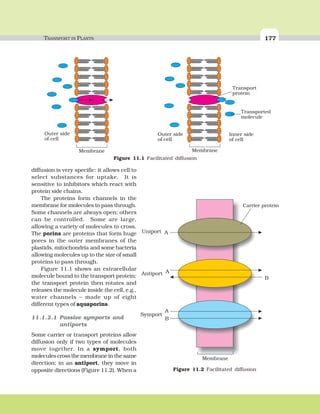 TRANSPORT IN PLANTS 177
diffusion is very specific: it allows cell to
select substances for uptake. It is
sensitive to inhibitors which react with
protein side chains.
The proteins form channels in the
membrane for molecules to pass through.
Some channels are always open; others
can be controlled. Some are large,
allowing a variety of molecules to cross.
The porins are proteins that form huge
pores in the outer membranes of the
plastids, mitochondria and some bacteria
allowing molecules up to the size of small
proteins to pass through.
Figure 11.1 shows an extracellular
molecule bound to the transport protein;
the transport protein then rotates and
releases the molecule inside the cell, e.g.,
water channels – made up of eight
different types of aquaporins.
11.1.2.1 Passive symports and
antiports
Some carrier or transport proteins allow
diffusion only if two types of molecules
move together. In a symport, both
molecules cross the membrane in the same
direction; in an antiport, they move in
opposite directions (Figure 11.2). When a
Figure 11.1 Facilitated diffusion
Uniport
Carrier protein
Membrane
Antiport
Symport
A
A
A
B
B
Figure 11.2 Facilitated diffusion
 