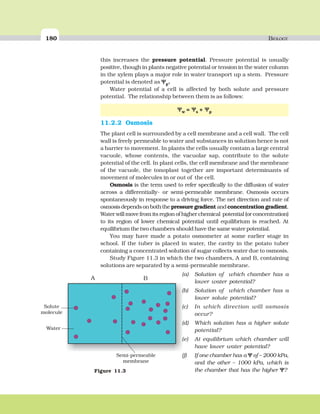 180 BIOLOGY
this increases the pressure potential. Pressure potential is usually
positive, though in plants negative potential or tension in the water column
in the xylem plays a major role in water transport up a stem. Pressure
potential is denoted as ΨΨΨΨΨp.
Water potential of a cell is affected by both solute and pressure
potential. The relationship between them is as follows:
ΨΨΨΨΨw = ΨΨΨΨΨs + ΨΨΨΨΨp
11.2.2 Osmosis
The plant cell is surrounded by a cell membrane and a cell wall. The cell
wall is freely permeable to water and substances in solution hence is not
a barrier to movement. In plants the cells usually contain a large central
vacuole, whose contents, the vacuolar sap, contribute to the solute
potential of the cell. In plant cells, the cell membrane and the membrane
of the vacuole, the tonoplast together are important determinants of
movement of molecules in or out of the cell.
Osmosis is the term used to refer specifically to the diffusion of water
across a differentially- or semi-permeable membrane. Osmosis occurs
spontaneously in response to a driving force. The net direction and rate of
osmosisdependsonboththepressure gradientandconcentration gradient.
Water will move from its region of higher chemical potential (or concentration)
to its region of lower chemical potential until equilibrium is reached. At
equilibrium the two chambers should have the same water potential.
You may have made a potato osmometer at some earlier stage in
school. If the tuber is placed in water, the cavity in the potato tuber
containing a concentrated solution of sugar collects water due to osmosis.
Study Figure 11.3 in which the two chambers, A and B, containing
solutions are separated by a semi-permeable membrane.
Figure 11.3
A B
Solute
molecule
Water
Semi-permeable
membrane
(a) Solution of which chamber has a
lower water potential?
(b) Solution of which chamber has a
lower solute potential?
(c) In which direction will osmosis
occur?
(d) Which solution has a higher solute
potential?
(e) At equilibrium which chamber will
have lower water potential?
(f) If one chamber has a ΨΨΨΨΨ of – 2000 kPa,
and the other – 1000 kPa, which is
the chamber that has the higher ΨΨΨΨΨ?
 