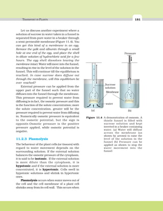 TRANSPORT IN PLANTS 181
Let us discuss another experiment where a
solution of sucrose in water taken in a funnel is
separated from pure water in a beaker through
a semi-permeable membrane (Figure 11.4). You
can get this kind of a membrane in an egg.
Remove the yolk and albumin through a small
hole at one end of the egg, and place the shell
in dilute solution of hydrochloric acid for a few
hours. The egg shell dissolves leaving the
membrane intact. Water will move into the funnel,
resulting in rise in the level of the solution in the
funnel. This will continue till the equilibrium is
reached. In case sucrose does diffuse out
through the membrane, will this equilibrium be
ever reached?
External pressure can be applied from the
upper part of the funnel such that no water
diffuses into the funnel through the membrane.
This pressure required to prevent water from
diffusing is in fact, the osmotic pressure and this
is the function of the solute concentration; more
the solute concentration, greater will be the
pressure required to prevent water from diffusing
in. Numerically osmotic pressure is equivalent
to the osmotic potential, but the sign is
opposite.Osmotic pressure is the positive
pressure applied, while osmotic potential is
negative.
11.2.3 Plasmolysis
The behaviour of the plant cells (or tissues) with
regard to water movement depends on the
surrounding solution. If the external solution
balances the osmotic pressure of the cytoplasm,
it is said to be isotonic. If the external solution
is more dilute than the cytoplasm, it is
hypotonic and if the external solution is more
concentrated, it is hypertonic. Cells swell in
hypotonic solutions and shrink in hypertonic
ones.
Plasmolysis occurs when water moves out of
the cell and the cell membrane of a plant cell
shrinks away from its cell wall. This occurs when
Figure 11.4 A demonstration of osmosis. A
thistle funnel is filled with
sucrose solution and kept
inverted in a beaker containing
water. (a) Water will diffuse
across the membrane (as
shown by arrows) to raise the
level of the solution in the
funnel (b) Pressure can be
applied as shown to stop the
water movement into the
funnel
Sucrose
solution
Membrane
water
(a) (b)
Pressure
 