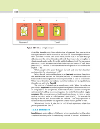 182 BIOLOGY
the cell (or tissue) is placed in a solution that is hypertonic (has more solutes)
to the protoplasm. Water moves out; it is first lost from the cytoplasm and
then from the vacuole. The water when drawn out of the cell through
diffusion into the extracellular (outside cell) fluid causes the protoplast to
shrink away from the walls. The cell is said to be plasmolysed. The movement
of water occurred across the membrane moving from an area of high water
potential (i.e., the cell) to an area of lower water potential outside the cell
(Figure 11.5).
What occupies the space between the cell wall and the shrunken
protoplast in the plasmolysed cell?
When the cell (or tissue) is placed in an isotonic solution, there is no
net flow of water towards the inside or outside. If the external solution
balances the osmotic pressure of the cytoplasm it is said to be isotonic.
When water flows into the cell and out of the cell and are in equilibrium,
the cells are said to be flaccid.
The process of plamolysis is usually reversible. When the cells are
placed in a hypotonic solution (higher water potential or dilute solution
as compared to the cytoplasm), water diffuses into the cell causing the
cytoplasm to build up a pressure against the wall, that is called turgor
pressure. The pressure exerted by the protoplasts due to entry of water
against the rigid walls is called pressure potential ΨΨΨΨΨp.
. Because of the
rigidity of the cell wall, the cell does not rupture. This turgor pressure is
ultimately responsible for enlargement and extension growth of cells.
What would be the ΨΨΨΨΨp of a flaccid cell? Which organisms other than
plants possess cell wall ?
11.2.4 Imbibition
Imbibition is a special type of diffusion when water is absorbed by solids
– colloids – causing them to enormously increase in volume. The classical
A B C
H O2
H O2 H O2
Plamolysed Turgid
Figure 11.5 Plant cell plasmolysis
 
