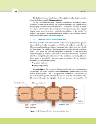 184 BIOLOGY
The bulk movement of substances through the conducting or vascular
tissues of plants is called translocation.
Do you remember studying cross sections of roots, stems and leaves
of higher plants and studying the vascular system? The higher plants
have highly specialised vascular tissues – xylem and phloem. Xylem is
associated with translocation of mainly water, mineral salts, some organic
nitrogen and hormones, from roots to the aerial parts of the plants. The
phloem translocates a variety of organic and inorganic solutes, mainly
from the leaves to other parts of the plants.
11.3.1 How do Plants Absorb Water?
We know that the roots absorb most of the water that goes into plants;
obviously that is why we apply water to the soil and not on the leaves.
The responsibility of absorption of water and minerals is more specifically
the function of the root hairs that are present in millions at the tips of the
roots. Root hairs are thin-walled slender extensions of root epidermal
cells that greatly increase the surface area for absorption. Water is
absorbed along with mineral solutes, by the root hairs, purely by diffusion.
Once water is absorbed by the root hairs, it can move deeper into root
layers by two distinct pathways:
• apoplast pathway
• symplast pathway
The apoplast is the system of adjacent cell walls that is continuous
throughout the plant, except at the casparian strips of the endodermis
in the roots (Figure 11.6). The apoplastic movement of water occurs
exclusively through the intercellular spaces and the walls of the cells.
Movement through the apoplast does not involve crossing the cell
Plasmodesmata Plasma membrane
Epidermis Cortex Endodermis Pericycle
Casparian strip= apoplast
= symplast
Xylem
Figure 11.6 Pathway of water movement in the root
 