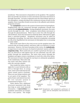 TRANSPORT IN PLANTS 185
membrane. This movement is dependent on the gradient. The apoplast
does not provide any barrier to water movement and water movement is
through mass flow. As water evaporates into the intercellular spaces or
the atmosphere, tension develop in the continuous stream of water in the
apoplast, hence mass flow of water occurs due to the adhesive and cohesive
properties of water.
The symplastic system is the system of interconnected protoplasts.
Neighbouring cells are connected through cytoplasmic strands that
extend through plasmodesmata. During symplastic movement, the water
travels through the cells – their cytoplasm; intercellular movement is
through the plasmodesmata. Water has to enter the cells through the
cell membrane, hence the movement is relatively slower. Movement is again
down a potential gradient. Symplastic movement may be aided by
cytoplasmic streaming. You may have observed cytoplasmic streaming
in cells of the Hydrilla leaf; the movement of chloroplast due to streaming
is easily visible.
Most of the water flow in the roots occurs via the apoplast since the
cortical cells are loosely packed, and hence offer no resistance to water
movement. However, the inner boundary of the cortex, the endodermis,
is impervious to water because of a band of suberised matrix called the
casparian strip. Water molecules are unable to penetrate the layer, so
they are directed to wall regions that are not suberised, into the cells
proper through the membranes. The water then moves through the
symplast and again crosses a membrane to reach the cells of the xylem.
The movement of water through the root layers is ultimately symplastic
in the endodermis. This is the only
way water and other solutes can
enter the vascular cylinder.
Once inside the xylem, water is
again free to move between cells as
well as through them. In young
roots, water enters directly into the
xylem vessels and/or tracheids.
These are non-living conduits and
so are parts of the apoplast. The
path of water and mineral ions into
the root vascular system is
summarised in Figure 11.7.
Some plants have additional
structures associated with them
that help in water (and mineral)
absorption. A mycorrhiza is a
symbiotic association of a fungus
with a root system. The fungal
Pericycle
PhloemCasparian
stripApoplastic
path
Symplastic
path
Endodermis Xylem
Cortex
Figure 11.7 Symplastic and apoplastic pathways of
water and ion absorption and movement in
roots
 