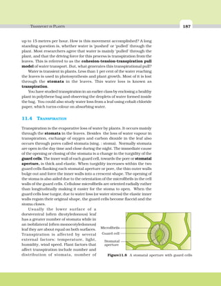 TRANSPORT IN PLANTS 187
up to 15 metres per hour. How is this movement accomplished? A long
standing question is, whether water is ‘pushed’ or ‘pulled’ through the
plant. Most researchers agree that water is mainly ‘pulled’ through the
plant, and that the driving force for this process is transpiration from the
leaves. This is referred to as the cohesion-tension-transpiration pull
model of water transport. But, what generates this transpirational pull?
Water is transient in plants. Less than 1 per cent of the water reaching
the leaves is used in photosynthesis and plant growth. Most of it is lost
through the stomata in the leaves. This water loss is known as
transpiration.
You have studied transpiration in an earlier class by enclosing a healthy
plant in polythene bag and observing the droplets of water formed inside
the bag. You could also study water loss from a leaf using cobalt chloride
paper, which turns colour on absorbing water.
11.4 TRANSPIRATION
Transpiration is the evaporative loss of water by plants. It occurs mainly
through the stomata in the leaves. Besides the loss of water vapour in
transpiration, exchange of oxygen and carbon dioxide in the leaf also
occurs through pores called stomata (sing. : stoma). Normally stomata
are open in the day time and close during the night. The immediate cause
of the opening or closing of the stomata is a change in the turgidity of the
guard cells. The inner wall of each guard cell, towards the pore or stomatal
aperture, is thick and elastic. When turgidity increases within the two
guard cells flanking each stomatal aperture or pore, the thin outer walls
bulge out and force the inner walls into a crescent shape. The opening of
the stoma is also aided due to the orientation of the microfibrils in the cell
walls of the guard cells. Cellulose microfibrils are oriented radially rather
than longitudinally making it easier for the stoma to open. When the
guard cells lose turgor, due to water loss (or water stress) the elastic inner
walls regain their original shape, the guard cells become flaccid and the
stoma closes.
Usually the lower surface of a
dorsiventral (often dicotyledonous) leaf
has a greater number of stomata while in
an isobilateral (often monocotyledonous)
leaf they are about equal on both surfaces.
Transpiration is affected by several
external factors: temperature, light,
humidity, wind speed. Plant factors that
affect transpiration include number and
distribution of stomata, number of Figure11.8 A stomatal aperture with guard cells
 