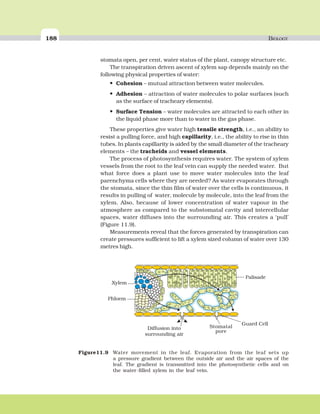 188 BIOLOGY
stomata open, per cent, water status of the plant, canopy structure etc.
The transpiration driven ascent of xylem sap depends mainly on the
following physical properties of water:
• Cohesion – mutual attraction between water molecules.
• Adhesion – attraction of water molecules to polar surfaces (such
as the surface of tracheary elements).
• Surface Tension – water molecules are attracted to each other in
the liquid phase more than to water in the gas phase.
These properties give water high tensile strength, i.e., an ability to
resist a pulling force, and high capillarity, i.e., the ability to rise in thin
tubes. In plants capillarity is aided by the small diameter of the tracheary
elements – the tracheids and vessel elements.
The process of photosynthesis requires water. The system of xylem
vessels from the root to the leaf vein can supply the needed water. But
what force does a plant use to move water molecules into the leaf
parenchyma cells where they are needed? As water evaporates through
the stomata, since the thin film of water over the cells is continuous, it
results in pulling of water, molecule by molecule, into the leaf from the
xylem. Also, because of lower concentration of water vapour in the
atmosphere as compared to the substomatal cavity and intercellular
spaces, water diffuses into the surrounding air. This creates a ‘pull’
(Figure 11.9).
Measurements reveal that the forces generated by transpiration can
create pressures sufficient to lift a xylem sized column of water over 130
metres high.
Xylem
Phloem
Diffusion into
surrounding air
Stoma
Guard Cell
Palisade
Figure11.9 Water movement in the leaf. Evaporation from the leaf sets up
a pressure gradient between the outside air and the air spaces of the
leaf. The gradient is transmitted into the photosynthetic cells and on
the water-filled xylem in the leaf vein.
Stomatal
pore
 
