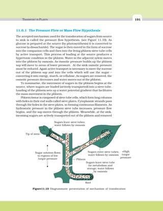 TRANSPORT IN PLANTS 191
11.6.1 The Pressure Flow or Mass Flow Hypothesis
The accepted mechanism used for the translocation of sugars from source
to sink is called the pressure flow hypothesis. (see Figure 11.10). As
glucose is prepared at the source (by photosynthesis) it is converted to
sucrose (a dissacharide). The sugar is then moved in the form of sucrose
into the companion cells and then into the living phloem sieve tube cells
by active transport. This process of loading at the source produces a
hypertonic condition in the phloem. Water in the adjacent xylem moves
into the phloem by osmosis. As osmotic pressure builds up the phloem
sap will move to areas of lower pressure. At the sink osmotic pressure
must be reduced. Again active transport is necessary to move the sucrose
out of the phloem sap and into the cells which will use the sugar –
converting it into energy, starch, or cellulose. As sugars are removed, the
osmotic pressure decreases and water moves out of the phloem.
To summarise, the movement of sugars in the phloem begins at the
source, where sugars are loaded (actively transported) into a sieve tube.
Loading of the phloem sets up a water potential gradient that facilitates
the mass movement in the phloem.
Phloem tissue is composed of sieve tube cells, which form long columns
with holes in their end walls called sieve plates. Cytoplasmic strands pass
through the holes in the sieve plates, so forming continuous filaments. As
hydrostatic pressure in the phloem sieve tube increases, pressure flow
begins, and the sap moves through the phloem. Meanwhile, at the sink,
incoming sugars are actively transported out of the phloem and removed
Sugars leave sieve tube
for metabolism and
storage; water follows
by osmosis
=High
Phloem
turgor
pressure
Root
Sugars enter sieve tubes;
water follows by osmosis
Sugar solution flows
to regions of low
turgor pressure
Tip of stem
Sugars leave sieve tubes;
water follows by osmosis
Figure11.10 Diagrammatic presentation of mechanism of translocation
 