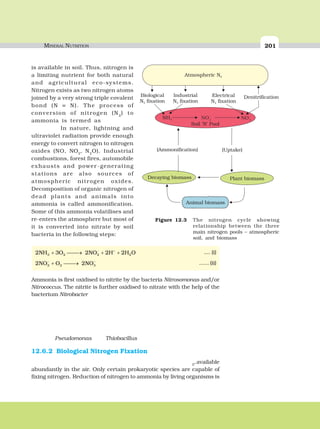 MINERAL NUTRITION 201
is available in soil. Thus, nitrogen is
a limiting nutrient for both natural
and agricultural eco-systems.
Nitrogen exists as two nitrogen atoms
joined by a very strong triple covalent
bond (N ≡ N). The process of
conversion of nitrogen (N2
) to
ammonia is termed as
In nature, lightning and
ultraviolet radiation provide enough
energy to convert nitrogen to nitrogen
oxides (NO, NO2
, N2
O). Industrial
combustions, forest fires, automobile
exhausts and power -generating
stations are also sources of
atmospheric nitrogen oxides.
Decomposition of organic nitrogen of
dead plants and animals into
ammonia is called ammonification.
Some of this ammonia volatilises and
re-enters the atmosphere but most of
it is converted into nitrate by soil
bacteria in the following steps:
Figure 12.3 The nitrogen cycle showing
relationship between the three
main nitrogen pools – atmospheric
soil, and biomass
2 3 2 2 23 2 2 2NH O NO H H O+ ⎯ →⎯ + +− +
.... (i)
2 22 2 3NO O NO− −
+ ⎯ →⎯ ...... (ii)
Ammonia is first oxidised to nitrite by the bacteria Nitrosomonas and/or
Nitrococcus. The nitrite is further oxidised to nitrate with the help of the
bacterium Nitrobacter
Pseudomonas Thiobacillus
12.6.2 Biological Nitrogen Fixation
2
,available
abundantly in the air. Only certain prokaryotic species are capable of
fixing nitrogen. Reduction of nitrogen to ammonia by living organisms is
 