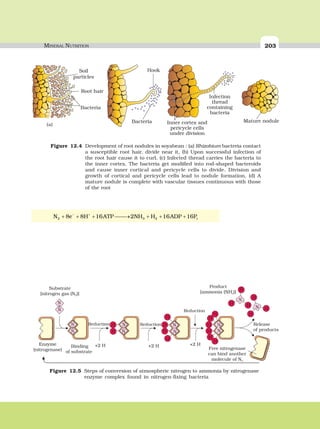 MINERAL NUTRITION 203
–
2 3 2 iN 8e 8H 16ATP 2NH H 16ADP 16P+
+ + + ⎯⎯→ + + +
Soil
particles
Root hair
Bacteria
Inner cortex and
pericycle cells
under division
Infection
thread
containing
bacteria
Mature nodule
Hook
Bacteria
Figure 12.4 Development of root nodules in soyabean : (a) Rhizobium bacteria contact
a susceptible root hair, divide near it, (b) Upon successful infection of
the root hair cause it to curl, (c) Infected thread carries the bacteria to
the inner cortex. The bacteria get modified into rod-shaped bacteroids
and cause inner cortical and pericycle cells to divide. Division and
growth of cortical and pericycle cells lead to nodule formation, (d) A
mature nodule is complete with vascular tissues continuous with those
of the root
(a)
N
+2 H
H
H
HH
H
H
H
H
HH
H
H
H
H
H
N
N N
N N
N
Enzyme
Substrate
[nitrogen gas (N )]2
Reduction Reduction
Reduction
Binding
of substrate(nitrogenase)
Product
[ammonia (NH )]3
Release
of products
Free nitrogenase
can bind another
molecule of N2
+2 H +2 H
N
N
H
HN
H
N
N
Figure 12.5 Steps of conversion of atmospheric nitrogen to ammonia by nitrogenase
enzyme complex found in nitrogen-fixing bacteria
 