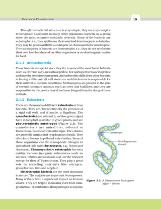 BIOLOGICAL CLASSIFICATION 19
Though the bacterial structure is very simple, they are very complex
in behaviour. Compared to many other organisms, bacteria as a group
show the most extensive metabolic diversity. Some of the bacteria are
autotrophic, i.e., they synthesise their own food from inorganic substrates.
They may be photosynthetic autotrophic or chemosynthetic autotrophic.
The vast majority of bacteria are heterotrophs, i.e., they do not synthesise
their own food but depend on other organisms or on dead organic matter
for food.
2.1.1 Archaebacteria
These bacteria are special since they live in some of the most harsh habitats
such as extreme salty areas (halophiles), hot springs (thermoacidophiles)
and marshy areas (methanogens). Archaebacteria differ from other bacteria
in having a different cell wall structure and this feature is responsible for
their survival in extreme conditions. Methanogens are present in the guts
of several ruminant animals such as cows and buffaloes and they are
responsible for the production of methane (biogas) from the dung of these
animals.
Figure 2.2 A filamentous blue-green
algae – Nostoc
2.1.2 Eubacteria
There are thousands of different eubacteria or ‘true
bacteria’. They are characterised by the presence of
a rigid cell wall, and if motile, a flagellum. The
cyanobacteria (also referred to as blue-green algae)
have chlorophyll a similar to green plants and are
photosynthetic autotrophs (Figure 2.2). The
cyanobacteria are unicellular, colonial or
filamentous, marine or terrestrial algae. The colonies
are generally surrounded by gelatinous sheath. They
often form blooms in polluted water bodies. Some of
these organisms can fix atmospheric nitrogen in
specialised cells called heterocysts, e.g., Nostoc and
Anabaena. Chemosynthetic autotrophic bacteria
oxidise various inorganic substances such as
nitrates, nitrites and ammonia and use the released
energy for their ATP production. They play a great
role in recycling nutrients like nitrogen,
phosphorous, iron and sulphur.
Heterotrophic bacteria are the most abundant
in nature. The majority are important decomposers.
Many of them have a significant impact on human
affairs. They are helpful in making curd from milk,
production of antibiotics, fixing nitrogen in legume
 