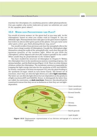PHOTOSYNTHESIS IN HIGHER PLANTS 209
reaction but description of a multistep process called photosynthesis.
Can you explain why twelve molecules of water as substrate are used
in the equation given above?
13.3 WHERE DOES PHOTOSYNTHESIS TAKE PLACE?
You would of course answer: in ‘the green leaf’ or you may add, ‘in the
chloroplasts’ based on what you earlier read in Chapter 8. You are
definitely right. Photosynthesis does take place in the green leaves of plants
but it does so also in other green parts of the plants. Can you name some
other parts where you think photosynthesis may occur?
You would recollect from previous unit that the mesophyll cells in the
leaves, have a large number of chloroplasts. Usually the chloroplasts align
themselves along the walls of the mesophyll cells, such that they get the
optimum quantity of the incident light. When do you think the
chloroplasts will be aligned with their flat surfaces parallel to the walls?
When would they be perpendicular to the incident light?
You have studied the structure of chloroplast in Chapter 8. Within
the chloroplast there is the membranous system consisting of grana, the
stroma lamellae, and the fluid stroma (Figure 13.2). There is a clear division
of labour within the chloroplast. The membrane system is responsible for
trapping the light energy and also for the synthesis of ATP and NADPH.
In stroma, enzymatic reactions incorporate CO2
into the plant leading to
the synthesis of sugar, which in turn forms starch. The former set of
reactions, since they are directly light driven are called light reactions.
The latter are not directly light driven but are dependent on the products
of light reactions (ATP and NADPH). Hence, to distinguish the latter they
are called, by convention, as dark reactions. However, this should not be
construed to mean that they occur in darkness or that they are not light-
dependent.
Figure 13.2 Diagrammatic representation of an electron micrograph of a section of
chloroplast
Outer membrane
Inner membrane
Stromal lamella
Grana
Stroma
Ribosomes
Starch granule
Lipid droplet
 