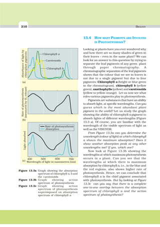 210 BIOLOGY
13.4 HOW MANY PIGMENTS ARE INVOLVED
IN PHOTOSYNTHESIS?
Looking at plants have you ever wondered why
and how there are so many shades of green in
their leaves – even in the same plant? We can
look for an answer to this question by trying to
separate the leaf pigments of any green plant
through paper chromatography. A
chromatographic separation of the leaf pigments
shows that the colour that we see in leaves is
not due to a single pigment but due to four
pigments: Chlorophyll a (bright or blue green
in the chromatogram), chlorophyll b (yellow
green), xanthophylls (yellow) and carotenoids
(yellow to yellow-orange). Let us now see what
roles various pigments play in photosynthesis.
Pigments are substances that have an ability
to absorb light, at specific wavelengths. Can you
guess which is the most abundant plant
pigment in the world? Let us study the graph
showing the ability of chlorophyll a pigment to
absorb lights of different wavelengths (Figure
13.3 a). Of course, you are familiar with the
wavelength of the visible spectrum of light as
well as the VIBGYOR.
From Figure 13.3a can you determine the
wavelength (colour of light) at which chlorophyll
a shows the maximum absorption? Does it
show another absorption peak at any other
wavelengths too? If yes, which one?
Now look at Figure 13.3b showing the
wavelengths at which maximum photosynthesis
occurs in a plant. Can you see that the
wavelengths at which there is maximum
absorption by chlorophyll a, i.e., in the blue and
the red regions, also shows higher rate of
photosynthesis. Hence, we can conclude that
chlorophyll a is the chief pigment associated
with photosynthesis. But by looking at Figure
13.3c can you say that there is a complete
one-to-one overlap between the absorption
spectrum of chlorophyll a and the action
spectrum of photosynthesis?
Figure 13.3a Graph showing the absorption
spectrum of chlorophyll a, b and
the carotenoids
Figure 13.3b Graph showing action
spectrum of photosynthesis
Figure 13.3c Graph showing action
spectrum of photosynthesis
superimposed on absorption
spectrum of chlorophyll a
(a)
(b)
(c)
Chlorophyll a
Carotenoids
Absorbanceoflightby
chloroplastpigments
Rateofphotosynthesis
(measuredbyOrelease)2
Rate of photosynthesis
Absorption
Lightabsorbed
400 500 600 700
Wavelength of light in nanometres (nm)
Chlorophyll b
 