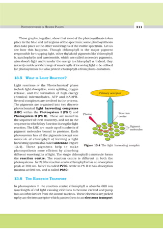PHOTOSYNTHESIS IN HIGHER PLANTS 211
These graphs, together, show that most of the photosynthesis takes
place in the blue and red regions of the spectrum; some photosynthesis
does take place at the other wavelengths of the visible spectrum. Let us
see how this happens. Though chlorophyll is the major pigment
responsible for trapping light, other thylakoid pigments like chlorophyll
b, xanthophylls and carotenoids, which are called accessory pigments,
also absorb light and transfer the energy to chlorophyll a. Indeed, they
not only enable a wider range of wavelength of incoming light to be utilised
for photosyntesis but also protect chlorophyll a from photo-oxidation.
13.5 WHAT IS LIGHT REACTION?
Light reactions or the ‘Photochemical’ phase
include light absorption, water splitting, oxygen
release, and the formation of high-energy
chemical intermediates, ATP and NADPH.
Several complexes are involved in the process.
The pigments are organised into two discrete
photochemical light harvesting complexes
(LHC) within the Photosystem I (PS I) and
Photosystem II (PS II). These are named in
the sequence of their discovery, and not in the
sequence in which they function during the light
reaction. The LHC are made up of hundreds of
pigment molecules bound to proteins. Each
photosystem has all the pigments (except one
molecule of chlorophyll a) forming a light
harvesting system also called antennae (Figure
13.4). These pigments help to make
photosynthesis more efficient by absorbing
different wavelengths of light. The single chlorophyll a molecule forms
the reaction centre. The reaction centre is different in both the
photosystems. In PS I the reaction centre chlorophyll a has an absorption
peak at 700 nm, hence is called P700, while in PS II it has absorption
maxima at 680 nm, and is called P680.
13.6 THE ELECTRON TRANSPORT
In photosystem II the reaction centre chlorophyll a absorbs 680 nm
wavelength of red light causing electrons to become excited and jump
into an orbit farther from the atomic nucleus. These electrons are picked
up by an electron acceptor which passes them to an electrons transport
Photon Reaction
centre
Pigment
molecules
Primary acceptor
Figure 13.4 The light harvesting complex
 
