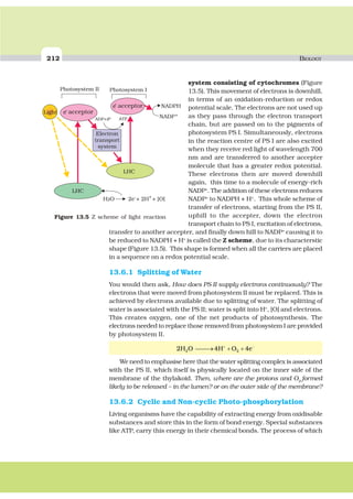 212 BIOLOGY
system consisting of cytochromes (Figure
13.5). This movement of electrons is downhill,
in terms of an oxidation-reduction or redox
potential scale. The electrons are not used up
as they pass through the electron transport
chain, but are passed on to the pigments of
photosystem PS I. Simultaneously, electrons
in the reaction centre of PS I are also excited
when they receive red light of wavelength 700
nm and are transferred to another accepter
molecule that has a greater redox potential.
These electrons then are moved downhill
again, this time to a molecule of energy-rich
NADP+
. The addition of these electrons reduces
NADP+
to NADPH + H+
. This whole scheme of
transfer of electrons, starting from the PS II,
uphill to the accepter, down the electron
transport chain to PS I, excitation of electrons,
transfer to another accepter, and finally down hill to NADP+
causing it to
be reduced to NADPH + H+
is called the Z scheme, due to its characterstic
shape (Figure 13.5). This shape is formed when all the carriers are placed
in a sequence on a redox potential scale.
13.6.1 Splitting of Water
You would then ask, How does PS II supply electrons continuously? The
electrons that were moved from photosystem II must be replaced. This is
achieved by electrons available due to splitting of water. The splitting of
water is associated with the PS II; water is split into H+
, [O] and electrons.
This creates oxygen, one of the net products of photosynthesis. The
electrons needed to replace those removed from photosystem I are provided
by photosystem II.
2 4 42 2H O H O e⎯ →⎯ + ++ −
We need to emphasise here that the water splitting complex is associated
with the PS II, which itself is physically located on the inner side of the
membrane of the thylakoid. Then, where are the protons and O2
formed
likely to be released – in the lumen? or on the outer side of the membrane?
13.6.2 Cyclic and Non-cyclic Photo-phosphorylation
Living organisms have the capability of extracting energy from oxidisable
substances and store this in the form of bond energy. Special substances
like ATP, carry this energy in their chemical bonds. The process of which
Electron
transport
system
-
-
e acceptor
e acceptor
Light
Photosystem II Photosystem I
NADPH
NADP+
LHC
LHC
H O 2e + 2H + [O]2 - +
ADP+iP ATP
Figure 13.5 Z scheme of light reaction
 