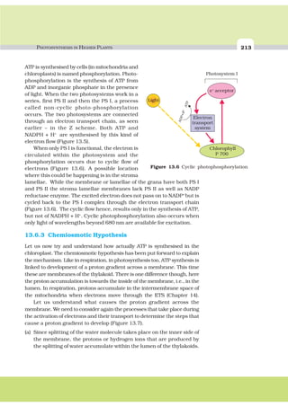 PHOTOSYNTHESIS IN HIGHER PLANTS 213
ATP is synthesised by cells (in mitochondria and
chloroplasts) is named phosphorylation. Photo-
phosphorylation is the synthesis of ATP from
ADP and inorganic phosphate in the presence
of light. When the two photosystems work in a
series, first PS II and then the PS I, a process
called non-cyclic photo-phosphorylation
occurs. The two photosystems are connected
through an electron transport chain, as seen
earlier – in the Z scheme. Both ATP and
NADPH + H+
are synthesised by this kind of
electron flow (Figure 13.5).
When only PS I is functional, the electron is
circulated within the photosystem and the
phosphorylation occurs due to cyclic flow of
electrons (Figure 13.6). A possible location
where this could be happening is in the stroma
lamellae. While the membrane or lamellae of the grana have both PS I
and PS II the stroma lamellae membranes lack PS II as well as NADP
reductase enzyme. The excited electron does not pass on to NADP+
but is
cycled back to the PS I complex through the electron transport chain
(Figure 13.6). The cyclic flow hence, results only in the synthesis of ATP,
but not of NADPH + H+
. Cyclic photophosphorylation also occurs when
only light of wavelengths beyond 680 nm are available for excitation.
13.6.3 Chemiosmotic Hypothesis
Let us now try and understand how actually ATP is synthesised in the
chloroplast. The chemiosmotic hypothesis has been put forward to explain
the mechanism. Like in respiration, in photosynthesis too, ATP synthesis is
linked to development of a proton gradient across a membrane. This time
these are membranes of the thylakoid. There is one difference though, here
the proton accumulation is towards the inside of the membrane, i.e., in the
lumen. In respiration, protons accumulate in the intermembrane space of
the mitochondria when electrons move through the ETS (Chapter 14).
Let us understand what causes the proton gradient across the
membrane. We need to consider again the processes that take place during
the activation of electrons and their transport to determine the steps that
cause a proton gradient to develop (Figure 13.7).
(a) Since splitting of the water molecule takes place on the inner side of
the membrane, the protons or hydrogen ions that are produced by
the splitting of water accumulate within the lumen of the thylakoids.
Figure 13.6 Cyclic photophosphorylation
Photosystem I
Light
e- acceptor
Electron
transport
system
Chlorophyll
P 700
ADP+iP
ATP
 