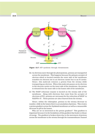 214 BIOLOGY
(b) As electrons move through the photosystems, protons are transported
across the membrane. This happens because the primary accepter of
electron which is located towards the outer side of the membrane
transfers its electron not to an electron carrier but to an H carrier.
Hence, this molecule removes a proton from the stroma while
transporting an electron. When this molecule passes on its electron
to the electron carrier on the inner side of the membrane, the proton
is released into the inner side or the lumen side of the membrane.
(c) The NADP reductase enzyme is located on the stroma side of the
membrane. Along with electrons that come from the accepter of
electrons of PS I, protons are necessary for the reduction of NADP+
to
NADPH+ H+
. These protons are also removed from the stroma.
Hence, within the chloroplast, protons in the stroma decrease in
number, while in the lumen there is accumulation of protons. This creates
a proton gradient across the thylakoid membrane as well as a measurable
decrease in pH in the lumen.
Why are we so interested in the proton gradient? This gradient is
important because it is the breakdown of this gradient that leads to release
of energy. The gradient is broken down due to the movement of protons
across the membrane to the stroma through the transmembrane channel
H
+
H
+
H
+
H
+
H
+
NADP
+
NADPH
F0
F1
Photosystem Photosystem
II I
Cytochromes
b & f
Thylakoid
membrane
Stroma
Lumen
ATP synthase
ADP ATP
Figure 13.7 ATP synthesis through chemiosmosis
 
