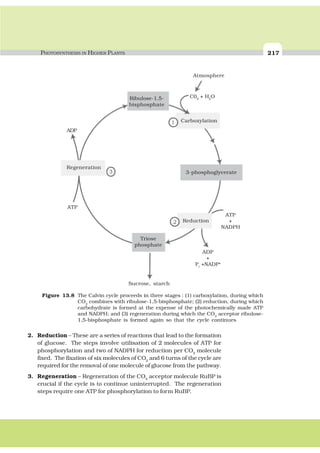 PHOTOSYNTHESIS IN HIGHER PLANTS 217
2. Reduction – These are a series of reactions that lead to the formation
of glucose. The steps involve utilisation of 2 molecules of ATP for
phosphorylation and two of NADPH for reduction per CO2
molecule
fixed. The fixation of six molecules of CO2
and 6 turns of the cycle are
required for the removal of one molecule of glucose from the pathway.
3. Regeneration – Regeneration of the CO2
acceptor molecule RuBP is
crucial if the cycle is to continue uninterrupted. The regeneration
steps require one ATP for phosphorylation to form RuBP.
Ribulose-1,5-
bisphosphate
Atmosphere
C02
+ H2
O
Carboxylation
ADP
Regeneration
3-phosphoglycerate
Triose
phosphate
Reduction
ATP
+
NADPH
ADP
+
Pi
+NADP+
Sucrose, starch
ATP
Figure 13.8 The Calvin cycle proceeds in three stages : (1) carboxylation, during which
CO2
combines with ribulose-1,5-bisphosphate; (2) reduction, during which
carbohydrate is formed at the expense of the photochemically made ATP
and NADPH; and (3) regeneration during which the CO2
acceptor ribulose-
1,5-bisphosphate is formed again so that the cycle continues
 