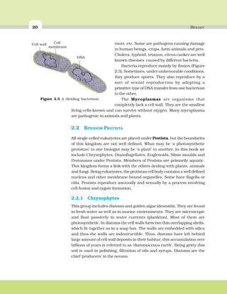 20 BIOLOGY
roots, etc. Some are pathogens causing damage
to human beings, crops, farm animals and pets.
Cholera, typhoid, tetanus, citrus canker are well
known diseases caused by different bacteria.
Bacteria reproduce mainly by fission (Figure
2.3). Sometimes, under unfavourable conditions,
they produce spores. They also reproduce by a
sort of sexual reproduction by adopting a
primitive type of DNA transfer from one bacterium
to the other.
The Mycoplasmas are organisms that
completely lack a cell wall. They are the smallest
living cells known and can survive without oxygen. Many mycoplasma
are pathogenic in animals and plants.
2.2 KINGDOM PROTISTA
All single-celled eukaryotes are placed under Protista, but the boundaries
of this kingdom are not well defined. What may be ‘a photosynthetic
protistan’ to one biologist may be ‘a plant’ to another. In this book we
include Chrysophytes, Dianoflagellates, Euglenoids, Slime moulds and
Protozoans under Protista. Members of Protista are primarily aquatic.
This kingdom forms a link with the others dealing with plants, animals
and fungi. Being eukaryotes, the protistan cell body contains a well defined
nucleus and other membrane-bound organelles. Some have flagella or
cilia. Protists reproduce asexually and sexually by a process involving
cell fusion and zygote formation.
2.2.1 Chrysophytes
This group includes diatoms and golden algae (desmids). They are found
in fresh water as well as in marine environments. They are microscopic
and float passively in water currents (plankton). Most of them are
photosynthetic. In diatoms the cell walls form two thin overlapping shells,
which fit together as in a soap box. The walls are embedded with silica
and thus the walls are indestructible. Thus, diatoms have left behind
large amount of cell wall deposits in their habitat; this accumulation over
billions of years is referred to as ‘diatomaceous earth’. Being gritty this
soil is used in polishing, filtration of oils and syrups. Diatoms are the
chief ‘producers’ in the oceans.
Figure 2.3 A dividing bacterium
 