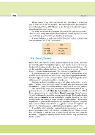 218 BIOLOGY
Hence for every CO2
molecule entering the Calvin cycle, 3 molecules
of ATP and 2 of NADPH are required. It is probably to meet this difference
in number of ATP and NADPH used in the dark reaction that the cyclic
phosphorylation takes place.
To make one molecule of glucose 6 turns of the cycle are required.
Work out how many ATP and NADPH molecules will be required to make
one molecule of glucose through the Calvin pathway.
It might help you to understand all of this if we look at what goes in
and what comes out of the Calvin cycle.
In Out
Six CO2
One glucose
18 ATP 18 ADP
12 NADPH 12 NADP
13.8 THE C4
PATHWAY
Plants that are adapted to dry tropical regions have the C4
pathway
mentioned earlier. Though these plants have the C4
oxaloacetic acid as
the first CO2
fixation product they use the C3
pathway or the Calvin cycle
as the main biosynthetic pathway. Then, in what way are they different
from C3
plants? This is a question that you may reasonably ask.
C4
plants are special: They have a special type of leaf anatomy, they
tolerate higher temperatures, they show a response to highlight intensities,
they lack a process called photorespiration and have greater productivity
of biomass. Let us understand these one by one.
Study vertical sections of leaves, one of a C3
plant and the other of a C4
plant. Did you notice the differences? Do both have the same types of
mesophylls? Do they have similar cells around the vascular bundle sheath?
The particularly large cells around the vascular bundles of the C4
pathway plants are called bundle sheath cells, and the leaves which
have such anatomy are said to have ‘Kranz’ anatomy. ‘Kranz’ means
‘wreath’ and is a reflection of the arrangement of cells. The bundle sheath
cells may form several layers around the vascular bundles; they are
characterised by having a large number of chloroplasts, thick walls
impervious to gaseous exchange and no intercellular spaces. You may
like to cut a section of the leaves of C4
plants – maize or sorghum – to
observe the Kranz anatomy and the distribution of mesophyll cells.
It would be interesting for you to collect leaves of diverse species of
plants around you and cut vertical sections of the leaves. Observe under
the microscope – look for the bundle sheath around the vascular
bundles. The presence of the bundle sheath would help you identify
the C4
plants.
 