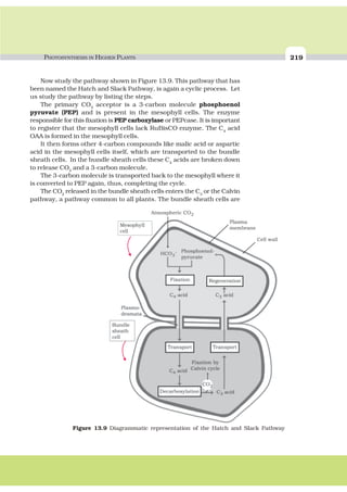 PHOTOSYNTHESIS IN HIGHER PLANTS 219
Now study the pathway shown in Figure 13.9. This pathway that has
been named the Hatch and Slack Pathway, is again a cyclic process. Let
us study the pathway by listing the steps.
The primary CO2
acceptor is a 3-carbon molecule phosphoenol
pyruvate (PEP) and is present in the mesophyll cells. The enzyme
responsible for this fixation is PEP carboxylase or PEPcase. It is important
to register that the mesophyll cells lack RuBisCO enzyme. The C4
acid
OAA is formed in the mesophyll cells.
It then forms other 4-carbon compounds like malic acid or aspartic
acid in the mesophyll cells itself, which are transported to the bundle
sheath cells. In the bundle sheath cells these C4
acids are broken down
to release CO2
and a 3-carbon molecule.
The 3-carbon molecule is transported back to the mesophyll where it
is converted to PEP again, thus, completing the cycle.
The CO2
released in the bundle sheath cells enters the C3
or the Calvin
pathway, a pathway common to all plants. The bundle sheath cells are
Figure 13.9 Diagrammatic representation of the Hatch and Slack Pathway
 