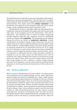 RESPIRATION IN PLANTS 227
directly (herbivores) or indirectly (carnivores). Saprophytes like fungi are
dependent on dead and decaying matter. What is important to recognise
is that ultimately all the food that is respired for life processes comes from
photosynthesis. This chapter deals with cellular respiration or the
mechanism of breakdown of food materials within the cell to release
energy, and the trapping of this energy for synthesis of ATP.
Photosynthesis, of course, takes place within the chloroplasts (in the
eukaryotes), whereas the breakdown of complex molecules to yield energy
takes place in the cytoplasm and in the mitochondria (also only in
eukaryotes). The breaking of the C-C bonds of complex compounds
through oxidation within the cells, leading to release of considerable
amount of energy is called respiration. The compounds that are oxidised
during this process are known as respiratory substrates. Usually
carbohydrates are oxidised to release energy, but proteins, fats and even
organic acids can be used as respiratory substances in some plants, under
certain conditions. During oxidation within a cell, all the energy contained
in respiratory substrates is not released free into the cell, or in a single
step. It is released in a series of slow step-wise reactions controlled by
enzymes, and it is trapped as chemical energy in the form of ATP. Hence,
it is important to understand that the energy released by oxidation in
respiration is not (or rather cannot be) used directly but is used to
synthesise ATP, which is broken down whenever (and wherever) energy
needs to be utilised. Hence, ATP acts as the energy currency of the cell.
This energy trapped in ATP is utilised in various energy-requiring
processes of the organisms, and the carbon skeleton produced during
respiration is used as precursors for biosynthesis of other molecules in
the cell.
14.1 DO PLANTS BREATHE?
Well, the answer to this question is not quite so direct. Yes, plants require
O2
for respiration to occur and they also give out CO2
. Hence, plants have
systems in place that ensure the availability of O2
. Plants, unlike animals,
have no specialised organs for gaseous exchange but they have stomata
and lenticels for this purpose. There are several reasons why plants can
get along without respiratory organs. First, each plant part takes care of
its own gas-exchange needs. There is very little transport of gases from
one plant part to another. Second, plants do not present great demands
for gas exchange. Roots, stems and leaves respire at rates far lower than
animals do. Only during photosynthesis are large volumes of gases
exchanged and, each leaf is well adapted to take care of its own needs
during these periods. When cells photosynthesise, availability of O2
is not
a problem in these cells since O2
is released within the cell. Third, the
 