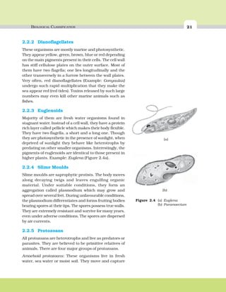 BIOLOGICAL CLASSIFICATION 21
2.2.2 Dianoflagellates
These organisms are mostly marine and photosynthetic.
They appear yellow, green, brown, blue or red depending
on the main pigments present in their cells. The cell wall
has stiff cellulose plates on the outer surface. Most of
them have two flagella; one lies longitudinally and the
other transversely in a furrow between the wall plates.
Very often, red dianoflagellates (Example: Gonyaulax)
undergo such rapid multiplication that they make the
sea appear red (red tides). Toxins released by such large
numbers may even kill other marine animals such as
fishes.
2.2.3 Euglenoids
Majority of them are fresh water organisms found in
stagnant water. Instead of a cell wall, they have a protein
rich layer called pellicle which makes their body flexible.
They have two flagella, a short and a long one. Though
they are photosynthetic in the presence of sunlight, when
deprived of sunlight they behave like heterotrophs by
predating on other smaller organisms. Interestingly, the
pigments of euglenoids are identical to those present in
higher plants. Example: Euglena (Figure 2.4a).
2.2.4 Slime Moulds
Slime moulds are saprophytic protists. The body moves
along decaying twigs and leaves engulfing organic
material. Under suitable conditions, they form an
aggregation called plasmodium which may grow and
spread over several feet. During unfavourable conditions,
the plasmodium differentiates and forms fruiting bodies
bearing spores at their tips. The spores possess true walls.
They are extremely resistant and survive for many years,
even under adverse conditions. The spores are dispersed
by air currents.
2.2.5 Protozoans
All protozoans are heterotrophs and live as predators or
parasites. They are believed to be primitive relatives of
animals. There are four major groups of protozoans.
Amoeboid protozoans: These organisms live in fresh
water, sea water or moist soil. They move and capture
Figure 2.4 (a) Euglena
(b) Paramoecium
(b)
(a)
 