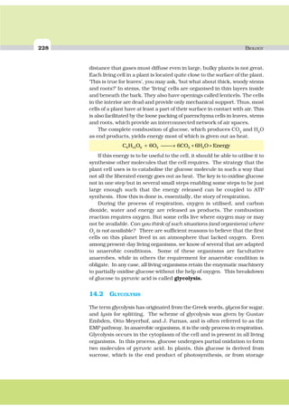 228 BIOLOGY
distance that gases must diffuse even in large, bulky plants is not great.
Each living cell in a plant is located quite close to the surface of the plant.
‘This is true for leaves’, you may ask, ‘but what about thick, woody stems
and roots?’ In stems, the ‘living’ cells are organised in thin layers inside
and beneath the bark. They also have openings called lenticels. The cells
in the interior are dead and provide only mechanical support. Thus, most
cells of a plant have at least a part of their surface in contact with air. This
is also facilitated by the loose packing of parenchyma cells in leaves, stems
and roots, which provide an interconnected network of air spaces.
The complete combustion of glucose, which produces CO2
and H2
O
as end products, yields energy most of which is given out as heat.
C H O O CO H O Energy6 12 6 2 2 26 6 6+ ⎯ →⎯ + +
If this energy is to be useful to the cell, it should be able to utilise it to
synthesise other molecules that the cell requires. The strategy that the
plant cell uses is to catabolise the glucose molecule in such a way that
not all the liberated energy goes out as heat. The key is to oxidise glucose
not in one step but in several small steps enabling some steps to be just
large enough such that the energy released can be coupled to ATP
synthesis. How this is done is, essentially, the story of respiration.
During the process of respiration, oxygen is utilised, and carbon
dioxide, water and energy are released as products. The combustion
reaction requires oxygen. But some cells live where oxygen may or may
not be available. Can you think of such situations (and organisms) where
O2
is not available? There are sufficient reasons to believe that the first
cells on this planet lived in an atmosphere that lacked oxygen. Even
among present-day living organisms, we know of several that are adapted
to anaerobic conditions. Some of these organisms are facultative
anaerobes, while in others the requirement for anaerobic condition is
obligate. In any case, all living organisms retain the enzymatic machinery
to partially oxidise glucose without the help of oxygen. This breakdown
of glucose to pyruvic acid is called glycolysis.
14.2 GLYCOLYSIS
The term glycolysis has originated from the Greek words, glycos for sugar,
and lysis for splitting. The scheme of glycolysis was given by Gustav
Embden, Otto Meyerhof, and J. Parnas, and is often referred to as the
EMP pathway. In anaerobic organisms, it is the only process in respiration.
Glycolysis occurs in the cytoplasm of the cell and is present in all living
organisms. In this process, glucose undergoes partial oxidation to form
two molecules of pyruvic acid. In plants, this glucose is derived from
sucrose, which is the end product of photosynthesis, or from storage
 