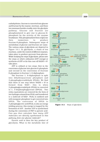 RESPIRATION IN PLANTS 229
carbohydrates. Sucrose is converted into glucose
and fructose by the enzyme, invertase, and these
two monosaccharides readily enter the glycolytic
pathway. Glucose and fructose are
phosphorylated to give rise to glucose-6-
phosphate by the activity of the enzyme
hexokinase. This phosphorylated form of glucose
then isomerises to produce
fructose-6-phosphate. Subsequent steps of
metabolism of glucose and fructose are same.
The various steps of glycolysis are depicted in
Figure 14.1. In glycolysis, a chain of ten
reactions, under the control of different enzymes,
takes place to produce pyruvate from glucose.
While studying the steps of glycolysis, please note
the steps at which utilisation (ATP energy) or
synthesis of ATP or (in this case of) NADH + H+
take place.
ATP is utilised at two steps: first in the
conversion of glucose into glucose 6-phosphate
and second in the conversion of fructose
6-phosphate to fructose 1, 6-diphosphate.
The fructose 1, 6-diphosphate is split
into dihydroxyacetone phosphate and
3-phosphoglyceraldehyde (PGAL). We find
that there is one step where NADH + H+
is
formed from NAD+
; this is when
3-phosphoglyceraldehyde (PGAL) is converted
to 1, 3-bisphosphoglycerate (DPGA). Two
redox-equivalents are removed (in the form of
two hydrogen atoms) from PGAL and transferred
to a molecule of NAD+
. PGAL is oxidised and
with inorganic phosphate to get converted into
DPGA. The conversion of DPGA to
3-phosphoglyceric acid (PGA), is also an energy
yielding process; this energy is trapped by the
formation of ATP. Another ATP is synthesised
during the conversion of PEP to pyruvic acid.
Can you then calculate how many ATP
molecules are directly synthesised in this
pathway from one glucose molecule?
Pyruvic acid is then the key product of
glycolysis. What is the metabolic fate of
Glucose
(6C)
Glucose-6-phosphate
(6C)
Fructose-6-phosphate
(6C)
Fructose1, 6-bisphosphate
(6C)
Triose phosphate
(glyceraldehyde-3-phosphate)
(3C)
Triose phosphate
(Dihydroxy acetone
phosphate)
(3C)
2 × Triose bisphosphate
(1,3 bisphosphoglyceric acid)
(3C)
2 × Triose phosphate
(3-phosphoglyceric acid)
(3C)
2 × 2-phosphoglycerate
2 × phosphoenolpyruvate
2 × Pyruvic acid
(3C)
ADP
ATP
ADP
ATP
ADP
ATP
ADP
NADH
NAD+
H2O
ATP
Figure 14.1 Steps of glycolysis
 