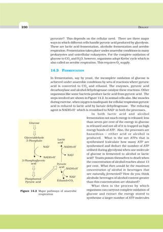 230 BIOLOGY
pyruvate? This depends on the cellular need. There are three major
ways in which different cells handle pyruvic acid produced by glycolysis.
These are lactic acid fermentation, alcoholic fermentation and aerobic
respiration. Fermentation takes place under anaerobic conditions in many
prokaryotes and unicellular eukaryotes. For the complete oxidation of
glucose to CO2
and H2
O, however, organisms adopt Krebs’ cycle which is
also called as aerobic respiration. This requires O2
supply.
14.3 FERMENTATION
In fermentation, say by yeast, the incomplete oxidation of glucose is
achieved under anaerobic conditions by sets of reactions where pyruvic
acid is converted to CO2
and ethanol. The enzymes, pyruvic acid
decarboxylase and alcohol dehydrogenase catalyse these reactions. Other
organisms like some bacteria produce lactic acid from pyruvic acid. The
steps involved are shown in Figure 14.2. In animal cells also, like muscles
during exercise, when oxygen is inadequate for cellular respiration pyruvic
acid is reduced to lactic acid by lactate dehydrogenase. The reducing
agent is NADH+H+
which is reoxidised to NAD+
in both the processes.
In both lactic acid and alcohol
fermentation not much energy is released; less
than seven per cent of the energy in glucose
is released and not all of it is trapped as high
energy bonds of ATP. Also, the processes are
hazardous – either acid or alcohol is
produced. What is the net ATPs that is
synthesised (calculate how many ATP are
synthesised and deduct the number of ATP
utilised during glycolysis) when one molecule
of glucose is fermented to alcohol or lactic
acid? Yeasts poison themselves to death when
the concentration of alcohol reaches about 13
per cent. What then would be the maximum
concentration of alcohol in beverages that
are naturally fermented? How do you think
alcoholic beverages of alcohol content greater
than this concentration are obtained?
What then is the process by which
organisms can carryout complete oxidation of
glucose and extract the energy stored to
synthesise a larger number of ATP molecules
Figure 14.2 Major pathways of anaerobic
respiration
 