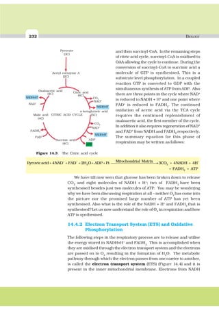 232 BIOLOGY
Figure 14.3 The Citric acid cycle
Pyruvate
(3C)
Acetyl coenzyme A
(2C)
Citric acid
(6C)
Oxaloacetic acid
(4C)
CO2
NAD+
NADH+H+
NADH+H+
NAD+
NAD+
CO2
CITRIC ACID CYCLE
α-ketoglutaric acid
(5C)
NADH+H+
ADP
ATP
Succinic acid
(4C)
Malic acid
(4C)
FADH2
FAD+
+ + +
+ + + + + ⎯⎯⎯⎯⎯⎯⎯⎯⎯⎯⎯⎯→ + +2 2
Mitochondrial MatrixPyruvicacid 4NAD FAD 2H O ADP Pi 3CO 4NADH 4H
and then succinyl-CoA. In the remaining steps
of citric acid cycle, succinyl-CoA is oxidised to
OAA allowing the cycle to continue. During the
conversion of succinyl-CoA to succinic acid a
molecule of GTP is synthesised. This is a
substrate level phosphorylation. In a coupled
reaction GTP is converted to GDP with the
simultaneous synthesis of ATP from ADP. Also
there are three points in the cycle where NAD+
is reduced to NADH + H+ and one point where
FAD+
is reduced to FADH2
. The continued
oxidation of acetic acid via the TCA cycle
requires the continued replenishment of
oxaloacetic acid, the first member of the cycle.
In addition it also requires regeneration of NAD+
and FAD+ from NADH and FADH2 respectively.
The summary equation for this phase of
respiration may be written as follows:
We have till now seen that glucose has been broken down to release
CO2 and eight molecules of NADH + H+
; two of FADH2
have been
synthesised besides just two molecules of ATP. You may be wondering
why we have been discussing respiration at all – neither O2
has come into
the picture nor the promised large number of ATP has yet been
synthesised. Also what is the role of the NADH + H+
and FADH2
that is
synthesised?Let us now understand the role of O2
in respiration and how
ATP is synthesised.
14.4.2 Electron Transport System (ETS) and Oxidative
Phosphorylation
The following steps in the respiratory process are to release and utilise
the energy stored in NADH+H+
and FADH2.
This is accomplished when
they are oxidised through the electron transport system and the electrons
are passed on to O2
resulting in the formation of H2
O. The metabolic
pathway through which the electron passes from one carrier to another,
is called the electron transport system (ETS) (Figure 14.4) and it is
present in the inner mitochondrial membrane. Electrons from NADH
+ +2FADH ATP
 