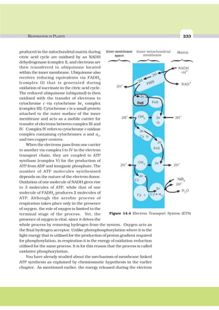RESPIRATION IN PLANTS 233
produced in the mitochondrial matrix during
citric acid cycle are oxidised by an NADH
dehydrogenase (complex I), and electrons are
then transferred to ubiquinone located
within the inner membrane. Ubiquinone also
receives reducing equivalents via FADH2
(complex II) that is generated during
oxidation of succinate in the citric acid cycle.
The reduced ubiquinone (ubiquinol) is then
oxidised with the transfer of electrons to
cytochrome c via cytochrome bc1
complex
(complex III). Cytochrome c is a small protein
attached to the outer surface of the inner
membrane and acts as a mobile carrier for
transfer of electrons between complex III and
IV. Complex IV refers to cytochrome c oxidase
complex containing cytochromes a and a3
,
and two copper centres.
When the electrons pass from one carrier
to another via complex I to IV in the electron
transport chain, they are coupled to ATP
synthase (complex V) for the production of
ATP from ADP and inorganic phosphate. The
number of ATP molecules synthesised
depends on the nature of the electron donor.
Oxidation of one molecule of NADH gives rise
to 3 molecules of ATP, while that of one
molecule of FADH2
produces 2 molecules of
ATP. Although the aerobic process of
respiration takes place only in the presence
of oxygen, the role of oxygen is limited to the
terminal stage of the process. Yet, the
presence of oxygen is vital, since it drives the
whole process by removing hydrogen from the system. Oxygen acts as
the final hydrogen acceptor. Unlike photophosphorylation where it is the
light energy that is utilised for the production of proton gradient required
for phosphorylation, in respiration it is the energy of oxidation-reduction
utilised for the same process. It is for this reason that the process is called
oxidative phosphorylation.
You have already studied about the mechanism of membrane-linked
ATP synthesis as explained by chemiosmotic hypothesis in the earlier
chapter. As mentioned earlier, the energy released during the electron
Figure 14.4 Electron Transport System (ETS)
 