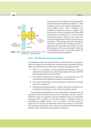 234 BIOLOGY
transport system is utilised in synthesising ATP
with the help of ATP synthase (complex V). This
complex consists of two major components, F1
and F0
(Figure 14.5). The F1
headpiece is a
peripheral membrane protein complex and
contains the site for synthesis of ATP from ADP
and inorganic phosphate. F0
is an integral
membrane protein complex that forms the
channel through which protons cross the inner
membrane. The passage of protons through the
channel is coupled to the catalytic site of the F1
component for the production of ATP. For each
ATP produced, 2H+
passes through F0
from the
intermembrane space to the matrix down the
electrochemical proton gradient.
14.5 THE RESPIRATORY BALANCE SHEET
It is possible to make calculations of the net gain of ATP for every glucose
molecule oxidised; but in reality this can remain only a theoretical exercise.
These calculations can be made only on certain assumptions that:
• There is a sequential, orderly pathway functioning, with one
substrate forming the next and with glycolysis, TCA cycle and ETS
pathway following one after another.
• The NADH synthesised in glycolysis is transferred into the
mitochondria and undergoes oxidative phosphorylation.
• None of the intermediates in the pathway are utilised to synthesise
any other compound.
• Only glucose is being respired – no other alternative substrates are
entering in the pathway at any of the intermediary stages.
But this kind of assumptions are not really valid in a living system; all
pathways work simultaneously and do not take place one after another;
substrates enter the pathways and are withdrawn from it as and when
necessary; ATP is utilised as and when needed; enzymatic rates are
controlled by multiple means. Yet, it is useful to do this exercise to
appreciate the beauty and efficiency of the living system in extraction
and storing energy. Hence, there can be a net gain of 36 ATP molecules
during aerobic respiration of one molecule of glucose.
Figure 14.5 Diagramatic presentation of ATP
synthesis in mitochondria
 