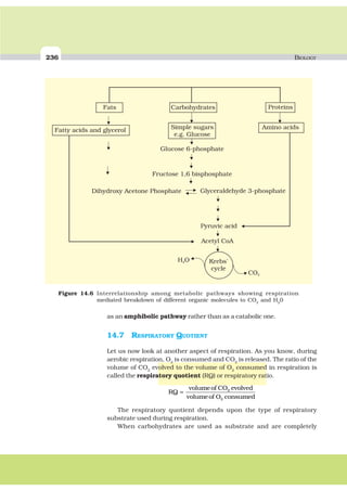 236 BIOLOGY
as an amphibolic pathway rather than as a catabolic one.
14.7 RESPIRATORY QUOTIENT
Let us now look at another aspect of respiration. As you know, during
aerobic respiration, O2
is consumed and CO2
is released. The ratio of the
volume of CO2
evolved to the volume of O2
consumed in respiration is
called the respiratory quotient (RQ) or respiratory ratio.
RQ
volumeof CO evolved
volumeof O consumed
= 2
2
The respiratory quotient depends upon the type of respiratory
substrate used during respiration.
When carbohydrates are used as substrate and are completely
Figure 14.6 Interrelationship among metabolic pathways showing respiration
mediated breakdown of different organic molecules to CO2
and H2
0
 