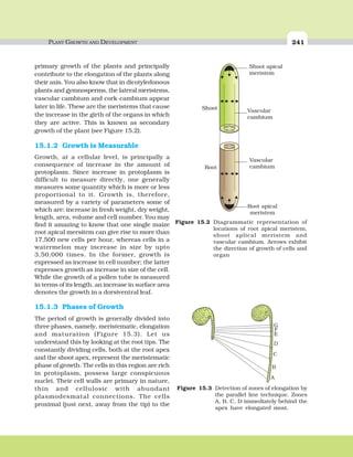 PLANT GROWTH AND DEVELOPMENT 241
primary growth of the plants and principally
contribute to the elongation of the plants along
their axis. You also know that in dicotyledonous
plants and gymnosperms, the lateral meristems,
vascular cambium and cork-cambium appear
later in life. These are the meristems that cause
the increase in the girth of the organs in which
they are active. This is known as secondary
growth of the plant (see Figure 15.2).
15.1.2 Growth is Measurable
Growth, at a cellular level, is principally a
consequence of increase in the amount of
protoplasm. Since increase in protoplasm is
difficult to measure directly, one generally
measures some quantity which is more or less
proportional to it. Growth is, therefore,
measured by a variety of parameters some of
which are: increase in fresh weight, dry weight,
length, area, volume and cell number. You may
find it amazing to know that one single maize
root apical mersitem can give rise to more than
17,500 new cells per hour, whereas cells in a
watermelon may increase in size by upto
3,50,000 times. In the former, growth is
expressed as increase in cell number; the latter
expresses growth as increase in size of the cell.
While the growth of a pollen tube is measured
in terms of its length, an increase in surface area
denotes the growth in a dorsiventral leaf.
15.1.3 Phases of Growth
The period of growth is generally divided into
three phases, namely, meristematic, elongation
and maturation (Figure 15.3). Let us
understand this by looking at the root tips. The
constantly dividing cells, both at the root apex
and the shoot apex, represent the meristematic
phase of growth. The cells in this region are rich
in protoplasm, possess large conspicuous
nuclei. Their cell walls are primary in nature,
thin and cellulosic with abundant
plasmodesmatal connections. The cells
proximal (just next, away from the tip) to the
Shoot apical
meristem
Vascular
cambium
Vascular
cambium
Root apical
meristem
Shoot
Root
Figure 15.2 Diagrammatic representation of
locations of root apical meristem,
shoot aplical meristem and
vascular cambium. Arrows exhibit
the direction of growth of cells and
organ
G
F
E
D
C
B
A
Figure 15.3 Detection of zones of elongation by
the parallel line technique. Zones
A, B, C, D immediately behind the
apex have elongated most.
 