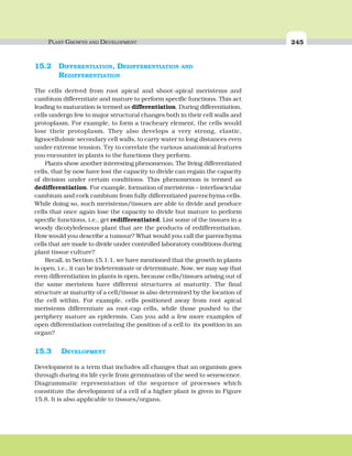 PLANT GROWTH AND DEVELOPMENT 245
15.2 DIFFERENTIATION, DEDIFFERENTIATION AND
REDIFFERENTIATION
The cells derived from root apical and shoot-apical meristems and
cambium differentiate and mature to perform specific functions. This act
leading to maturation is termed as differentiation. During differentiation,
cells undergo few to major structural changes both in their cell walls and
protoplasm. For example, to form a tracheary element, the cells would
lose their protoplasm. They also develops a very strong, elastic,
lignocellulosic secondary cell walls, to carry water to long distances even
under extreme tension. Try to correlate the various anatomical features
you encounter in plants to the functions they perform.
Plants show another interesting phenomenon. The living differentiated
cells, that by now have lost the capacity to divide can regain the capacity
of division under certain conditions. This phenomenon is termed as
dedifferentiation. For example, formation of meristems – interfascicular
cambium and cork cambium from fully differentiated parenchyma cells.
While doing so, such meristems/tissues are able to divide and produce
cells that once again lose the capacity to divide but mature to perform
specific functions, i.e., get redifferentiated. List some of the tissues in a
woody dicotyledenous plant that are the products of redifferentiation.
How would you describe a tumour? What would you call the parenchyma
cells that are made to divide under controlled laboratory conditions during
plant tissue culture?
Recall, in Section 15.1.1, we have mentioned that the growth in plants
is open, i.e., it can be indeterminate or determinate. Now, we may say that
even differentiation in plants is open, because cells/tissues arising out of
the same meristem have different structures at maturity. The final
structure at maturity of a cell/tissue is also determined by the location of
the cell within. For example, cells positioned away from root apical
meristems differentiate as root-cap cells, while those pushed to the
periphery mature as epidermis. Can you add a few more examples of
open differentiation correlating the position of a cell to its position in an
organ?
15.3 DEVELOPMENT
Development is a term that includes all changes that an organism goes
through during its life cycle from germination of the seed to senescence.
Diagrammatic representation of the sequence of processes which
constitute the development of a cell of a higher plant is given in Figure
15.8. It is also applicable to tissues/organs.
 