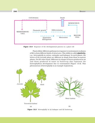 246 BIOLOGY
Plants follow different pathways in response to environment or phases
of life to form different kinds of structures. This ability is called plasticity,
e.g., heterophylly in cotton, coriander and larkspur. In such plants, the
leaves of the juvenile plant are different in shape from those in mature
plants. On the other hand, difference in shapes of leaves produced in air
and those produced in water in buttercup also represent the
heterophyllous development due to environment (Figure 15.9). This
phenomenon of heterophylly is an example of plasticity.
Figure 15.8 Sequence of the developmental process in a plant cell
Cell Division Death
Plasmatic growth Differentiation
Expansion
(Elongation)
Maturation
MERISTEMATIC
CELL
SENESCENCE
MATURE
CELL
Figure 15.9 Heterophylly in (a) larkspur and (b) buttercup
 