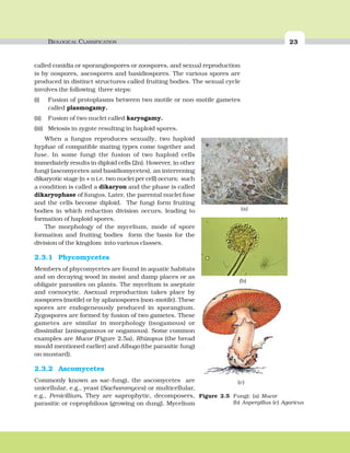 BIOLOGICAL CLASSIFICATION 23
called conidia or sporangiospores or zoospores, and sexual reproduction
is by oospores, ascospores and basidiospores. The various spores are
produced in distinct structures called fruiting bodies. The sexual cycle
involves the following three steps:
(i) Fusion of protoplasms between two motile or non-motile gametes
called plasmogamy.
(ii) Fusion of two nuclei called karyogamy.
(iii) Meiosis in zygote resulting in haploid spores.
When a fungus reproduces sexually, two haploid
hyphae of compatible mating types come together and
fuse. In some fungi the fusion of two haploid cells
immediately results in diploid cells (2n). However, in other
fungi (ascomycetes and basidiomycetes), an intervening
dikaryotic stage (n + n i.e. two nuclei per cell) occurs; such
a condition is called a dikaryon and the phase is called
dikaryophase of fungus. Later, the parental nuclei fuse
and the cells become diploid. The fungi form fruiting
bodies in which reduction division occurs, leading to
formation of haploid spores.
The morphology of the mycelium, mode of spore
formation and fruiting bodies form the basis for the
division of the kingdom into various classes.
2.3.1 Phycomycetes
Members of phycomycetes are found in aquatic habitats
and on decaying wood in moist and damp places or as
obligate parasites on plants. The mycelium is aseptate
and coenocytic. Asexual reproduction takes place by
zoospores (motile) or by aplanospores (non-motile). These
spores are endogeneously produced in sporangium.
Zygospores are formed by fusion of two gametes. These
gametes are similar in morphology (isogamous) or
dissimilar (anisogamous or oogamous). Some common
examples are Mucor (Figure 2.5a), Rhizopus (the bread
mould mentioned earlier) and Albugo (the parasitic fungi
on mustard).
2.3.2 Ascomycetes
Commonly known as sac-fungi, the ascomycetes are
unicellular, e.g., yeast (Sacharomyces) or multicellular,
e.g., Penicillium. They are saprophytic, decomposers,
parasitic or coprophilous (growing on dung). Mycelium
Figure 2.5 Fungi: (a) Mucor
(b) Aspergillus (c) Agaricus
(c)
(a)
(b)
 