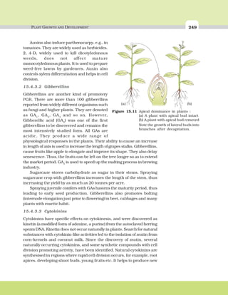PLANT GROWTH AND DEVELOPMENT 249
Auxins also induce parthenocarpy, e.g., in
tomatoes. They are widely used as herbicides.
2, 4-D, widely used to kill dicotyledonous
weeds, does not affect mature
monocotyledonous plants. It is used to prepare
weed-free lawns by gardeners. Auxin also
controls xylem differentiation and helps in cell
division.
15.4.3.2 Gibberellins
Gibberellins are another kind of promotery
PGR. There are more than 100 gibberellins
reported from widely different organisms such
as fungi and higher plants. They are denoted
as GA1
, GA2
, GA3
and so on. However,
Gibberellic acid (GA3
) was one of the first
gibberellins to be discovered and remains the
most intensively studied form. All GAs are
acidic. They produce a wide range of
physiological responses in the plants. Their ability to cause an increase
in length of axis is used to increase the length of grapes stalks. Gibberellins,
cause fruits like apple to elongate and improve its shape. They also delay
senescence. Thus, the fruits can be left on the tree longer so as to extend
the market period. GA3
is used to speed up the malting process in brewing
industry.
Sugarcane stores carbohydrate as sugar in their stems. Spraying
sugarcane crop with gibberellins increases the length of the stem, thus
increasing the yield by as much as 20 tonnes per acre.
Spraying juvenile conifers with GAs hastens the maturity period, thus
leading to early seed production. Gibberellins also promotes bolting
(internode elongation just prior to flowering) in beet, cabbages and many
plants with rosette habit.
15.4.3.3 Cytokinins
Cytokinins have specific effects on cytokinesis, and were discovered as
kinetin (a modified form of adenine, a purine) from the autoclaved herring
sperm DNA. Kinetin does not occur naturally in plants. Search for natural
substances with cytokinin-like activities led to the isolation of zeatin from
corn-kernels and coconut milk. Since the discovery of zeatin, several
naturally occurring cytokinins, and some synthetic compounds with cell
division promoting activity, have been identified. Natural cytokinins are
synthesised in regions where rapid cell division occurs, for example, root
apices, developing shoot buds, young fruits etc. It helps to produce new
Figure 15.11 Apical dominance in plants :
(a) A plant with apical bud intact
(b) A plant with apical bud removed
Note the growth of lateral buds into
branches after decapitation.
(a) (b)
 