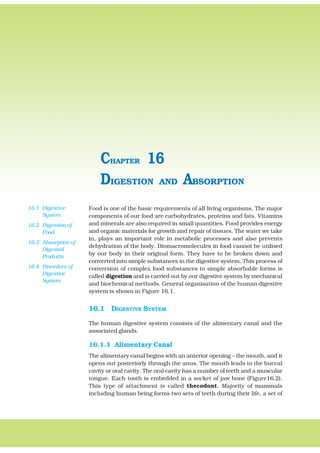 Food is one of the basic requirements of all living organisms. The major
components of our food are carbohydrates, proteins and fats. Vitamins
and minerals are also required in small quantities. Food provides energy
and organic materials for growth and repair of tissues. The water we take
in, plays an important role in metabolic processes and also prevents
dehydration of the body. Biomacromolecules in food cannot be utilised
by our body in their original form. They have to be broken down and
converted into simple substances in the digestive system. This process of
conversion of complex food substances to simple absorbable forms is
called digestion and is carried out by our digestive system by mechanical
and biochemical methods. General organisation of the human digestive
system is shown in Figure 16.1.
16.1 DIGESTIVE SYSTEM
The human digestive system consists of the alimentary canal and the
associated glands.
16.1.1 Alimentary Canal
The alimentary canal begins with an anterior opening – the mouth, and it
opens out posteriorly through the anus. The mouth leads to the buccal
cavity or oral cavity. The oral cavity has a number of teeth and a muscular
tongue. Each tooth is embedded in a socket of jaw bone (Figure16.2).
This type of attachment is called thecodont. Majority of mammals
including human being forms two sets of teeth during their life, a set of
DIGESTION AND ABSORPTION
CHAPTER 16
16.1 Digestive
System
16.2 Digestion of
Food
16.3 Absorption of
Digested
Products
16.4 Disorders of
Digestive
System
 
