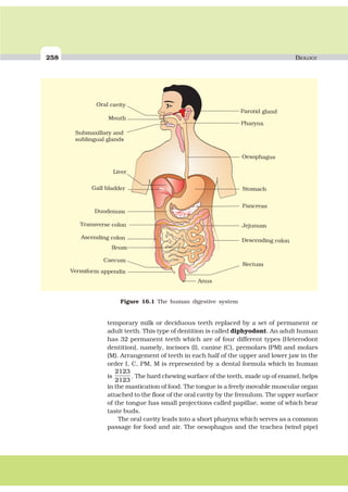 258 BIOLOGY
Pancreas
Jejunum
Ascending colon
Transverse colon
Duodenum
Gall bladder
Liver
Ileum
Caecum
Vermiform appendix
Anus
Rectum
Descending colon
Oral cavity
Mouth
Submaxillary and
sublingual glands
Parotid gland
Pharynx
Oesophagus
Stomach
Figure 16.1 The human digestive system
temporary milk or deciduous teeth replaced by a set of permanent or
adult teeth. This type of dentition is called diphyodont. An adult human
has 32 permanent teeth which are of four different types (Heterodont
dentition), namely, incisors (I), canine (C), premolars (PM) and molars
(M). Arrangement of teeth in each half of the upper and lower jaw in the
order I, C, PM, M is represented by a dental formula which in human
is
2123
2123
. The hard chewing surface of the teeth, made up of enamel, helps
in the mastication of food. The tongue is a freely movable muscular organ
attached to the floor of the oral cavity by the frenulum. The upper surface
of the tongue has small projections called papillae, some of which bear
taste buds.
The oral cavity leads into a short pharynx which serves as a common
passage for food and air. The oesophagus and the trachea (wind pipe)
 