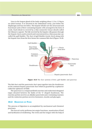 DIGESTION AND ABSORPTION 261
Liver is the largest gland of the body weighing about 1.2 to 1.5 kg in
an adult human. It is situated in the abdominal cavity, just below the
diaphragm and has two lobes. The hepatic lobules are the structural and
functional units of liver containing hepatic cells arranged in the form of
cords. Each lobule is covered by a thin connective tissue sheath called
the Glisson’s capsule. The bile secreted by the hepatic cells passes through
the hepatic ducts and is stored and concentrated in a thin muscular sac
called the gall bladder. The duct of gall bladder (cystic duct) along with
the hepatic duct from the liver forms the common bile duct (Figure 16.6).
Figure 16.6 The duct systems of liver, gall bladder and pancreas
The bile duct and the pancreatic duct open together into the duodenum
as the common hepato-pancreatic duct which is guarded by a sphincter
called the sphincter of Oddi.
The pancreas is a compound (both exocrine and endocrine) elongated
organ situated between the limbs of the ‘U’ shaped duodenum. The
exocrine portion secretes an alkaline pancreatic juice containing enzymes
and the endocrine portion secretes hormones, insulin and glucagon.
16.2 DIGESTION OF FOOD
The process of digestion is accomplished by mechanical and chemical
processes.
The buccal cavity performs two major functions, mastication of food
and facilitation of swallowing. The teeth and the tongue with the help of
 
