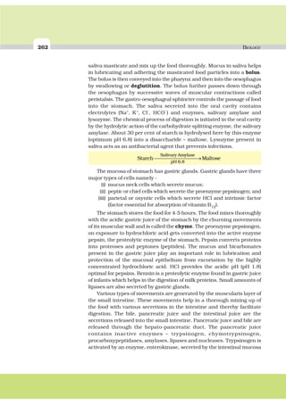 262 BIOLOGY
saliva masticate and mix up the food thoroughly. Mucus in saliva helps
in lubricating and adhering the masticated food particles into a bolus.
The bolus is then conveyed into the pharynx and then into the oesophagus
by swallowing or deglutition. The bolus further passes down through
the oesophagus by successive waves of muscular contractions called
peristalsis. The gastro-oesophageal sphincter controls the passage of food
into the stomach. The saliva secreted into the oral cavity contains
electrolytes (Na+
, K+
, Cl
–
, HCO
–
) and enzymes, salivary amylase and
lysozyme. The chemical process of digestion is initiated in the oral cavity
by the hydrolytic action of the carbohydrate splitting enzyme, the salivary
amylase. About 30 per cent of starch is hydrolysed here by this enzyme
(optimum pH 6.8) into a disaccharide – maltose. Lysozyme present in
saliva acts as an antibacterial agent that prevents infections.
⎯⎯⎯⎯⎯⎯⎯⎯⎯→
Salivary Amylase
pH 6.8
Starch Maltose
The mucosa of stomach has gastric glands. Gastric glands have three
major types of cells namely -
(i) mucus neck cells which secrete mucus;
(ii) peptic or chief cells which secrete the proenzyme pepsinogen; and
(iii) parietal or oxyntic cells which secrete HCl and intrinsic factor
(factor essential for absorption of vitamin B12).
The stomach stores the food for 4-5 hours. The food mixes thoroughly
with the acidic gastric juice of the stomach by the churning movements
of its muscular wall and is called the chyme. The proenzyme pepsinogen,
on exposure to hydrochloric acid gets converted into the active enzyme
pepsin, the proteolytic enzyme of the stomach. Pepsin converts proteins
into proteoses and peptones (peptides). The mucus and bicarbonates
present in the gastric juice play an important role in lubrication and
protection of the mucosal epithelium from excoriation by the highly
concentrated hydrochloric acid. HCl provides the acidic pH (pH 1.8)
optimal for pepsins. Rennin is a proteolytic enzyme found in gastric juice
of infants which helps in the digestion of milk proteins. Small amounts of
lipases are also secreted by gastric glands.
Various types of movements are generated by the muscularis layer of
the small intestine. These movements help in a thorough mixing up of
the food with various secretions in the intestine and thereby facilitate
digestion. The bile, pancreatic juice and the intestinal juice are the
secretions released into the small intestine. Pancreatic juice and bile are
released through the hepato-pancreatic duct. The pancreatic juice
contains inactive enzymes – trypsinogen, chymotrypsinogen,
procarboxypeptidases, amylases, lipases and nucleases. Trypsinogen is
activated by an enzyme, enterokinase, secreted by the intestinal mucosa
 
