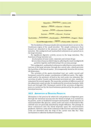 264 BIOLOGY
⎯⎯⎯⎯⎯⎯⎯⎯→
Dipeptidases
Dipeptides Amino acids
⎯⎯⎯⎯⎯→Maltase
Maltose Glucose + Glucose
⎯⎯⎯⎯⎯→LactaseLactose Glucose+Galactose
⎯⎯⎯⎯⎯→ +SucraseSucrose Glucose Fructose
⎯⎯⎯⎯⎯⎯⎯⎯→ ⎯⎯⎯⎯⎯⎯⎯⎯→ +Nucleotidases Nucleosidases
Nucleotides Nucleosides Sugars Bases
⎯⎯⎯⎯⎯⎯→ +
Lipases
Di andMonoglycerides Fatty acids Glycerol
The breakdown of biomacromolecules mentioned above occurs in the
duodenum region of the small intestine. The simple substances thus
formed are absorbed in the jejunum and ileum regions of the small
intestine. The undigested and unabsorbed substances are passed on to
the large intestine.
No significant digestive activity occurs in the large intestine. The
functions of large intestine are:
(i) absorption of some water, minerals and certain drugs;
(ii) secretion of mucus which helps in adhering the waste (undigested)
particles together and lubricating it for an easy passage.
The undigested, unabsorbed substances called faeces enters into the
caecum of the large intestine through ileo-caecal valve, which prevents
the back flow of the faecal matter. It is temporarily stored in the rectum
till defaecation.
The activities of the gastro-intestinal tract are under neural and
hormonal control for proper coordination of different parts. The sight,
smell and/or the presence of food in the oral cavity can stimulate the
secretion of saliva. Gastric and intestinal secretions are also, similarly,
stimulated by neural signals. The muscular activities of different parts of
the alimentary canal can also be moderated by neural mechanisms, both
local and through CNS. Hormonal control of the secretion of digestive
juices is carried out by the local hormones produced by the gastric and
intestinal mucosa.
16.3 ABSORPTION OF DIGESTED PRODUCTS
Absorption is the process by which the end products of digestion pass
through the intestinal mucosa into the blood or lymph. It is carried out
by passive, active or facilitated transport mechanisms. Small amounts of
monosacharides like glucose, amino acids and some of electrolytes like
chloride ions are generally absorbed by simple diffusion. The passage of
these substances into the blood depends upon the concentration
gradients. However, some of the substances like fructose and some amino
acids are absorbed with the help of the carrier ions like Na+
. This
mechanism is called the facilitated transport.
 